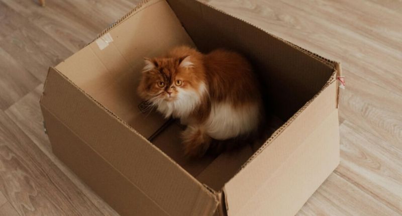 Umzug mit Haustieren Dubai